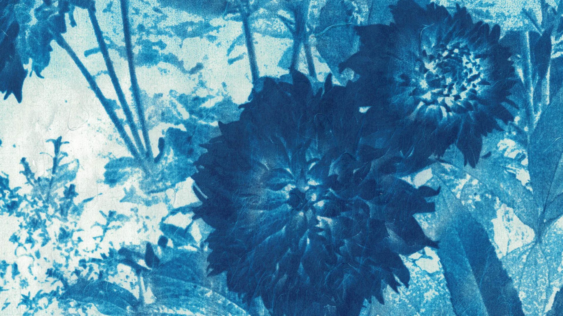 cyanotype