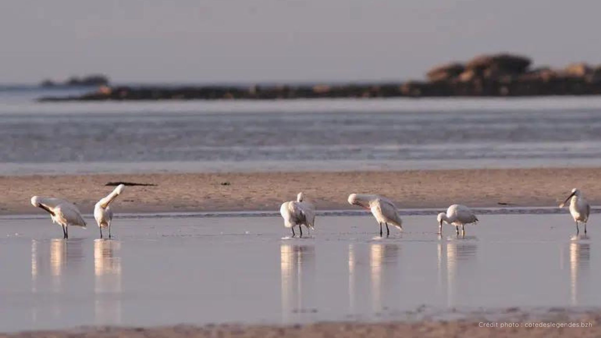 Photo d'oiseau dans la baie de Goulven