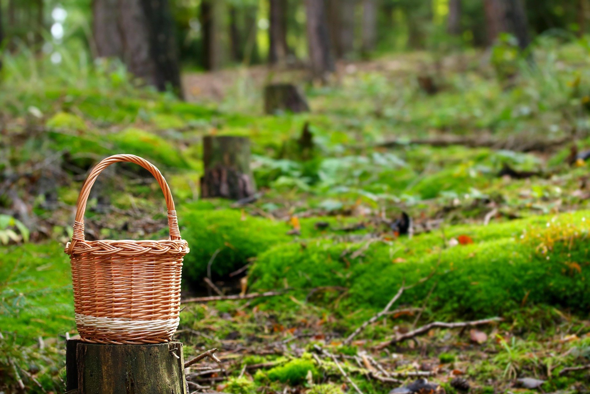 panier dans une forêt