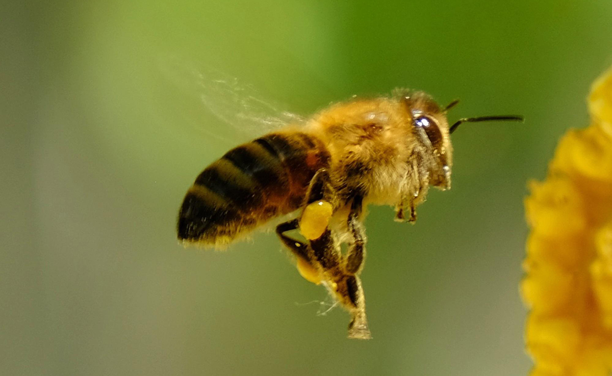 une abeille s'approche d'une fleur