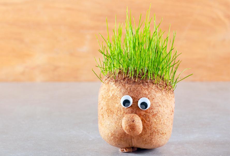 tête en collant pour faire pousser de l'herbe