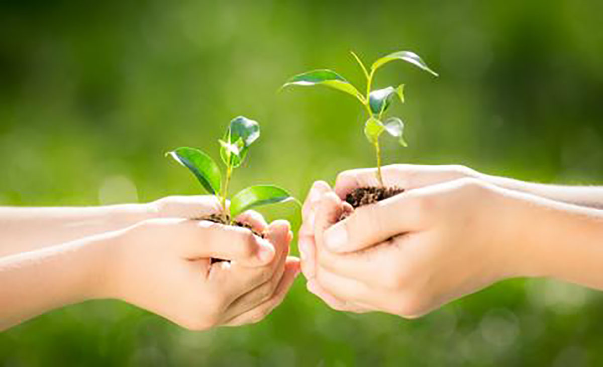 des plants dans des mains