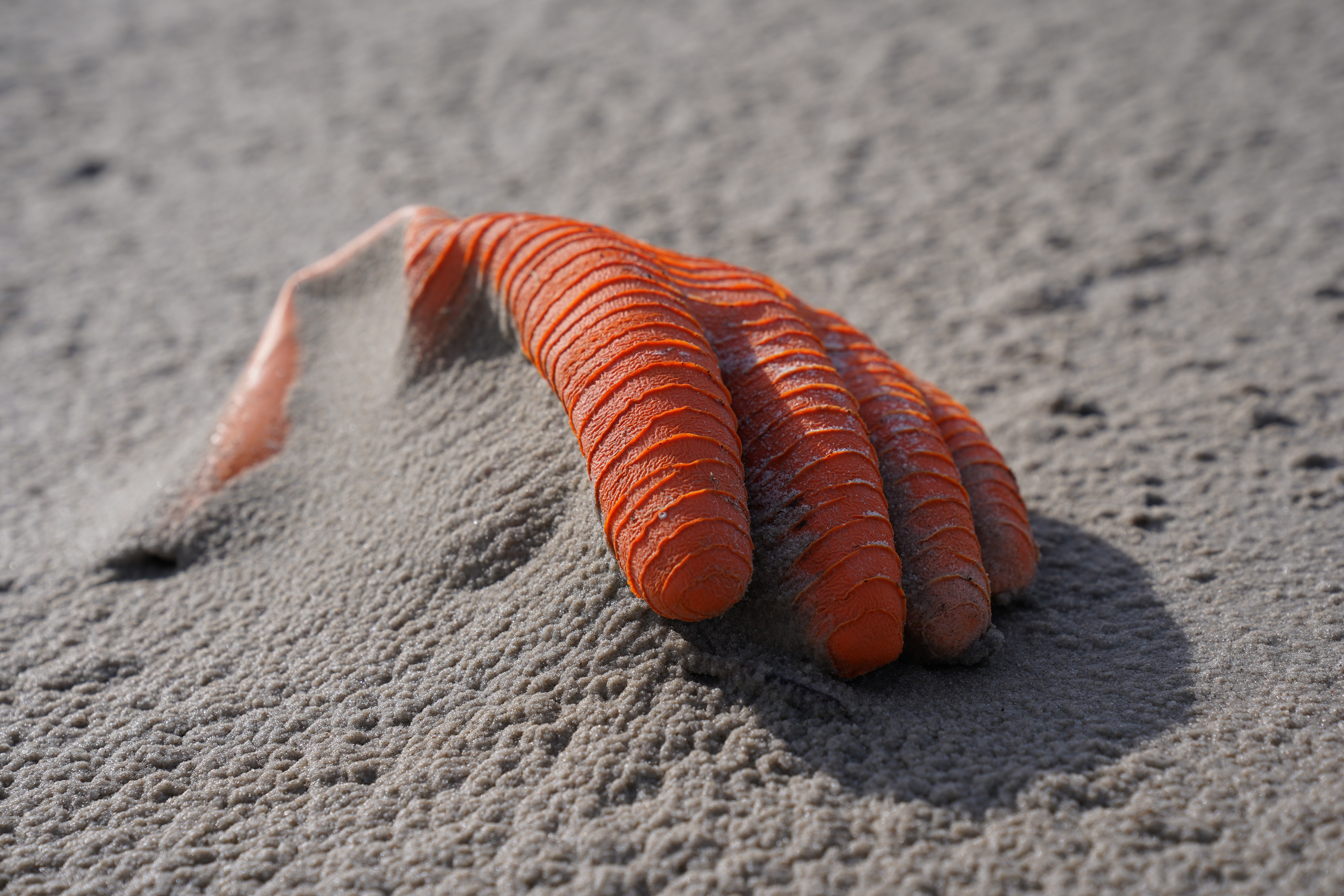 gant en plastique dans sable