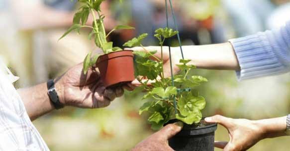 echange de plantes vertes